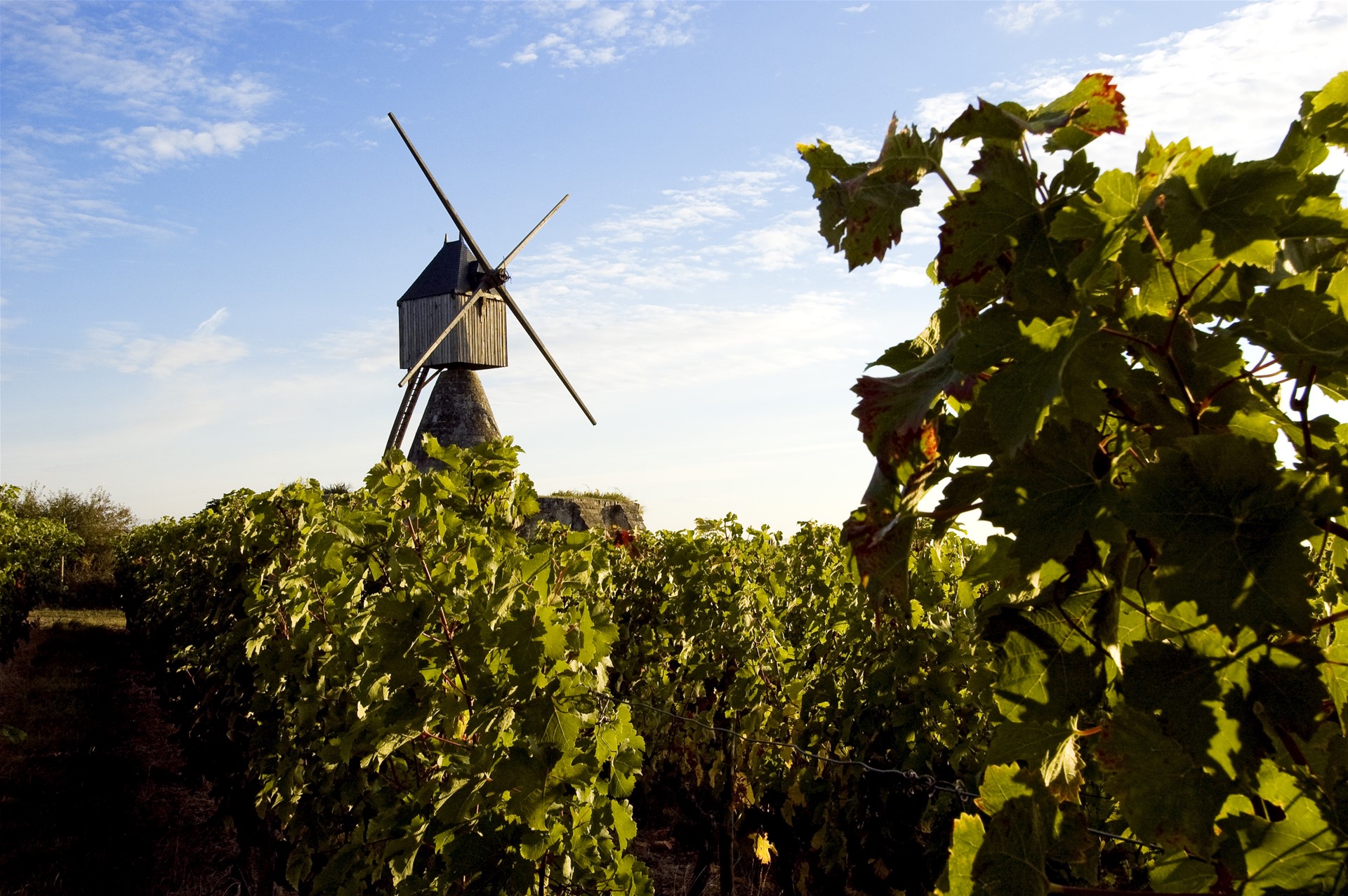 MonGR - GR3 : le moulin de la Tranchée, moulin cavier dans le vignoble de Saumur-Champigny. Crédit : Body Philippe - Hemis.fr