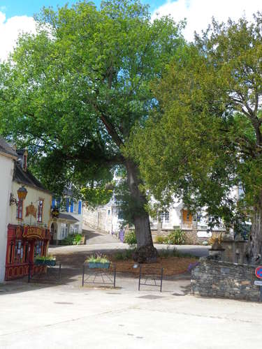 Le bois de Lannigou
