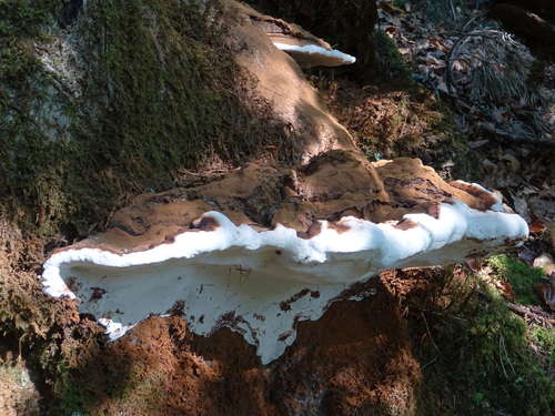 La balade des trois bois