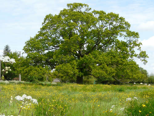 Marais de Grand-Lieu