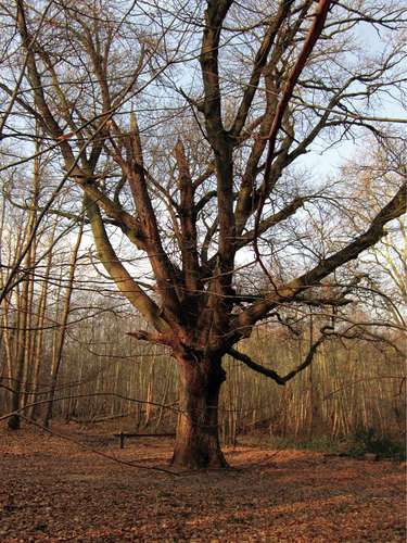 La forêt des Grands-Bois