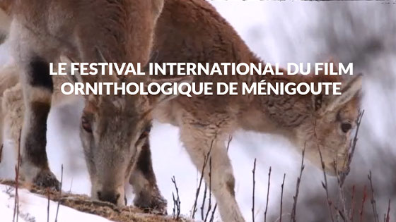 Festival international du film ornithologique de Ménigoute 2021