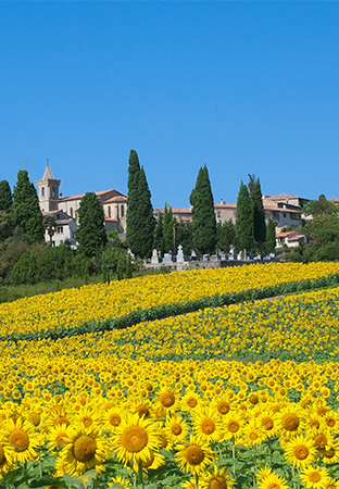 Champ de tournesol dans l'Aude - Brian Scott