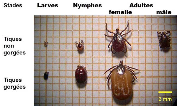 Figure 1 - cycle de vie d'une tique Ixodes ricinus