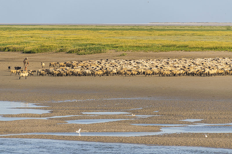 Parc naturel de la Baie de Somme Picardie Maritime © Stéphane BOUILLAND / HEMIS