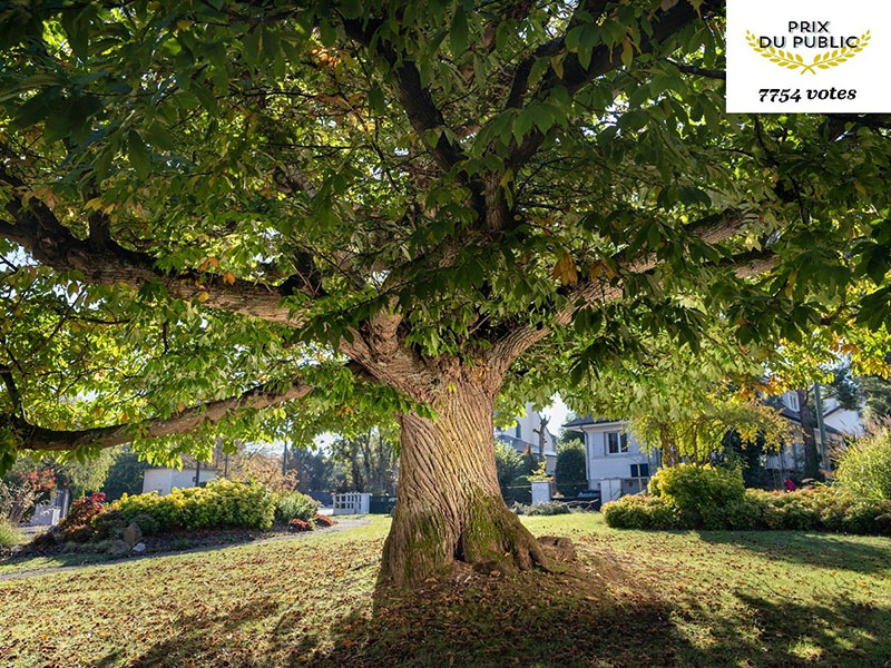 Châtaigner de la Celle-Saint-Cloud élu plus bel arbre de France par le grand public