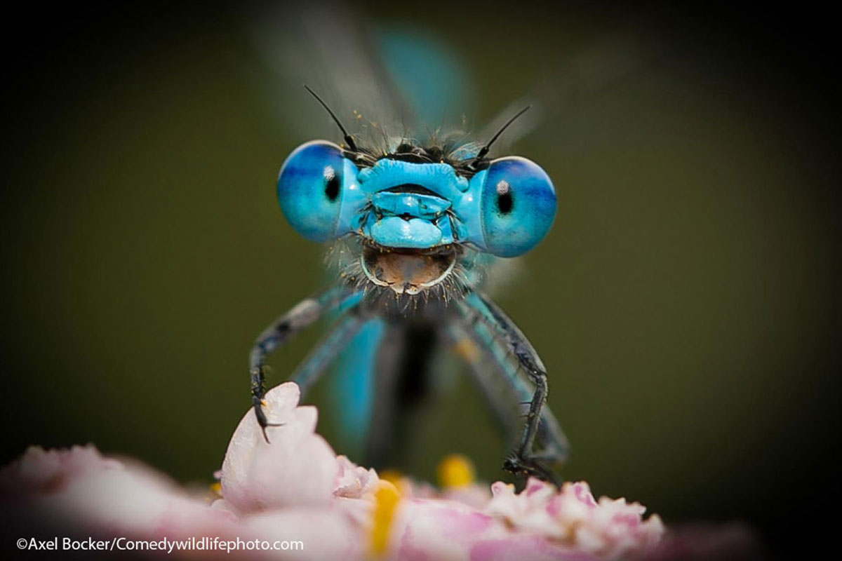 © Axel Bocker / Comedywildlifephoto