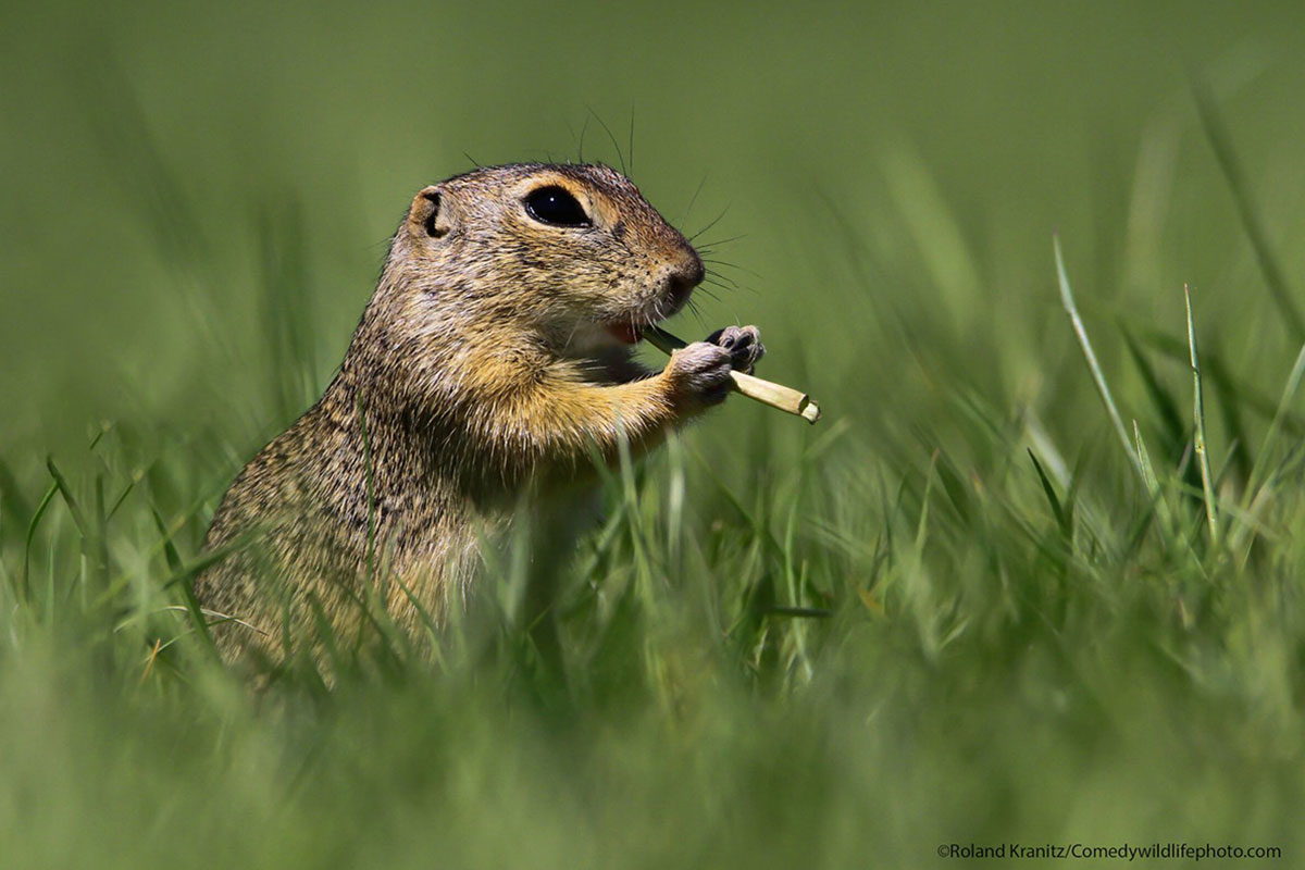 © Roland Kranitz / Comedywildlifephoto