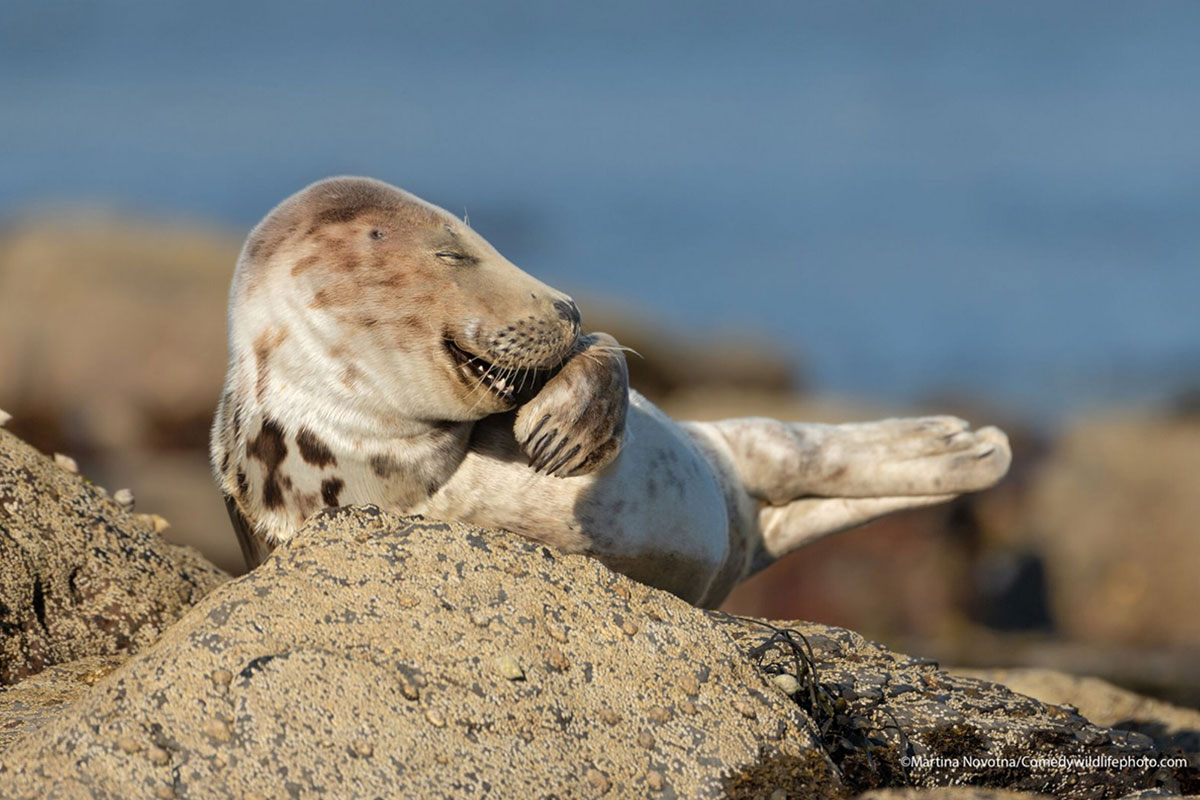 © Martin Novotna / Comedywildlifephoto