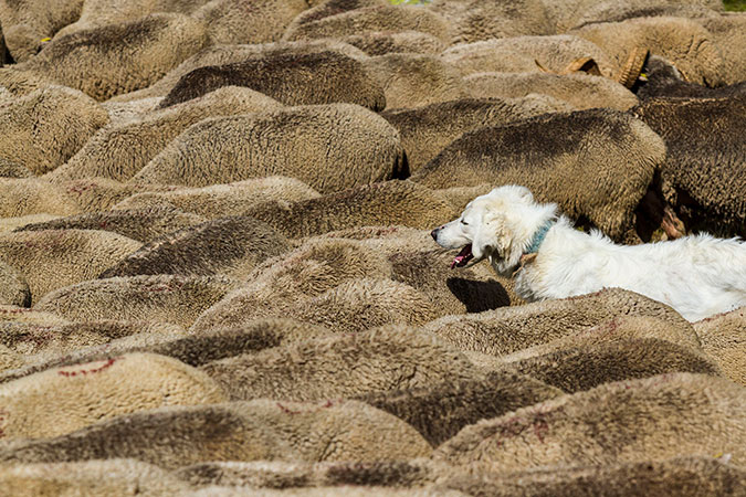 Conseil : Quelle attitude adopter face à un chien de protection. © MONTICO Lionel, HEMIS