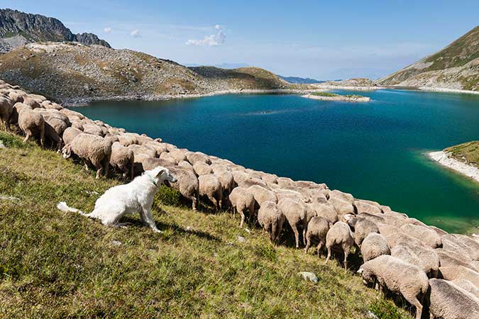 Conseil : Quelle attitude adopter face à un chien de protection de troupeau © MONTICO Lionel, HEMIS