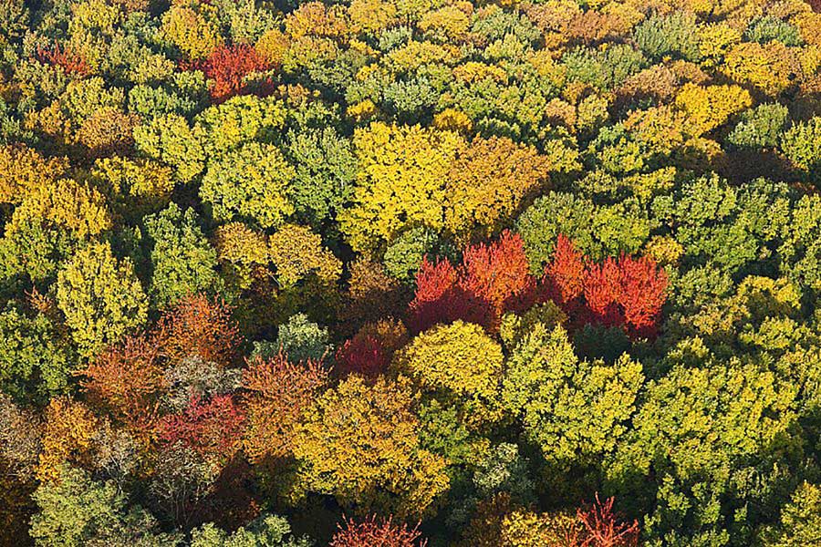 forêt d'automne à Saint Pierre la Garenne. Crédit : Francis CROMON / hemis.fr