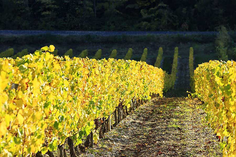 Vignoble à Saillans dans la Drôme. Crédit : MOIRENC Camille / hemis.fr