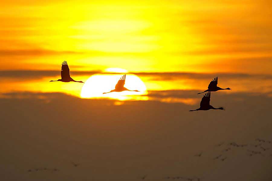 Grues face au soleil levant. Crédit : imageBROKER / hemis.fr