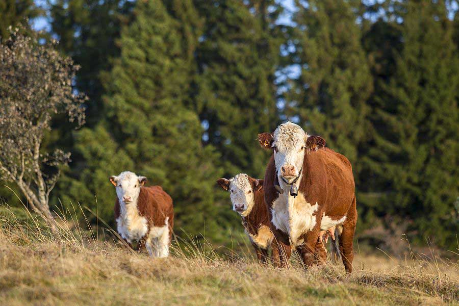 Veaux et vaches dans le parc naturel régional du Vercors