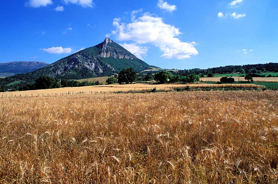 France, Hautes-Alpes (05), Pays du Buëch, un champ de blé et la montagne Risou près de Saint-André-de-Rosans. Crédit : Bertrand RIEGER / hemis.fr
