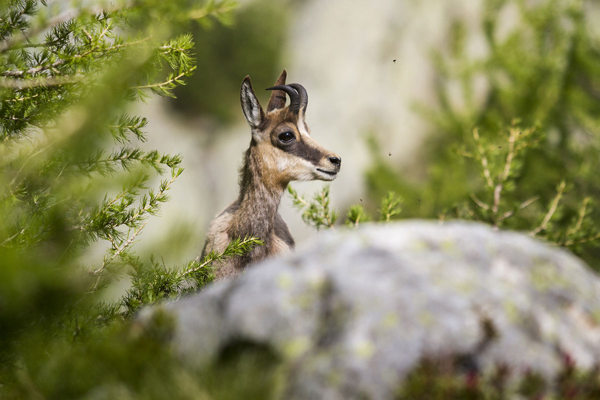 France, Alpes-Maritimes (06), parc national du Mercantour, Haute Vésubie, Saint-Martin-Vésubie, vallon de Madone de Fenestre, vallon du Ponset, Chamois (Rupicapra rupicapra). Crédit : CAVALIER Michel / HEMIS