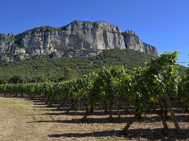 question 8 - randonnée sur le GR® de Pays Grand Pic Saint-Loup. Crédit : / HEMIS