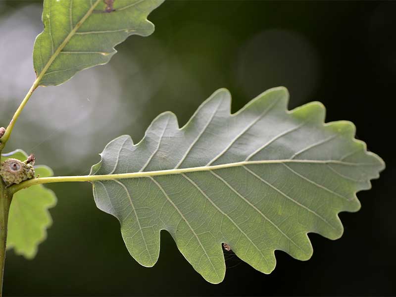 Activité sur les Arbres : Reliez les Arbres-Fruits-Feuilles