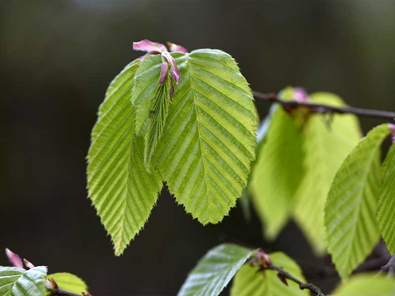 Quiz : à quel arbre appartient cette feuille ?