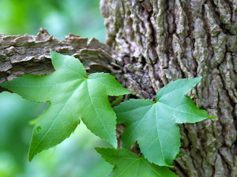 Quiz : à quel arbre appartient cette feuille ?