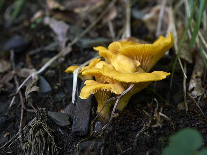 Le guide des champignons comestibles - Documentaire 