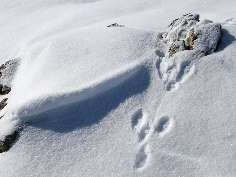 traces d'animaux - quiz question 9 Crédit : Corail Marc - Parc national des Ecrins