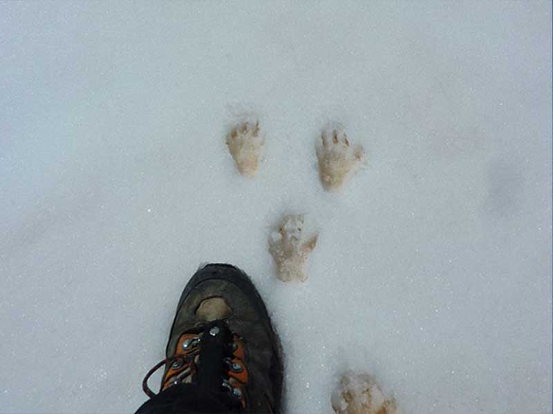 traces d'animaux - quiz question 5 Crédit : Coursier Cyril - Parc national des Ecrins