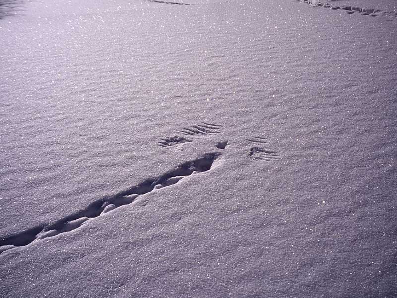 traces d'animaux - quiz question 8 Crédit : Nicolas Marie Geneviève - Parc national des Ecrins