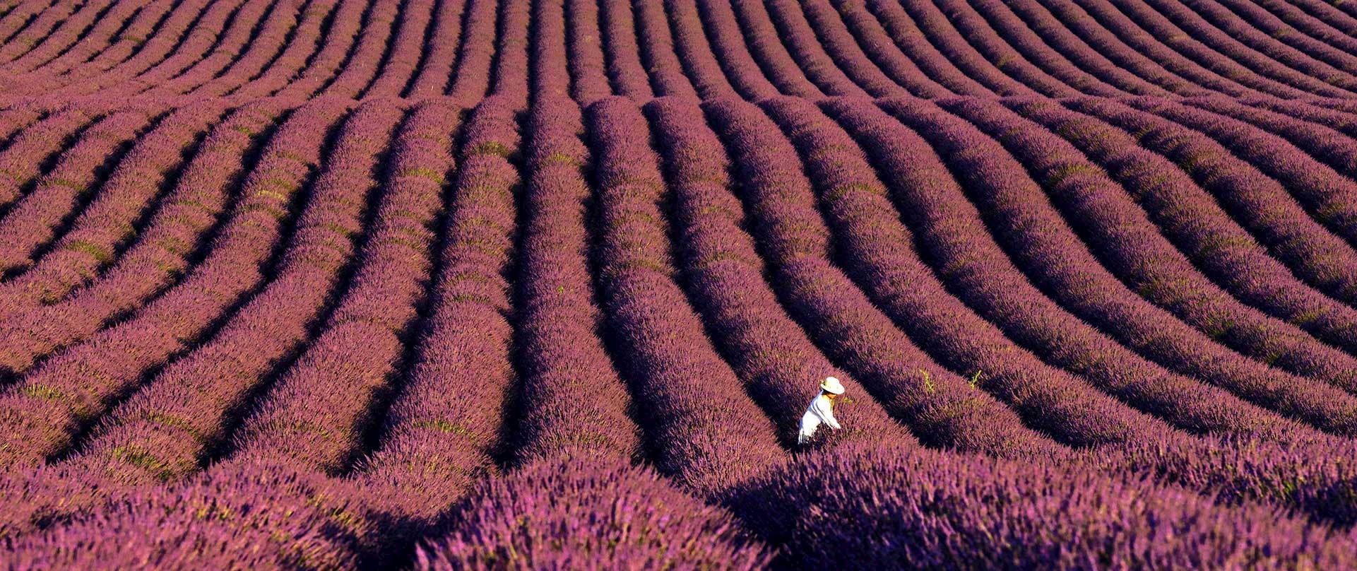 Parc naturel régional du Verdon, plateau de Valensole, champs de lavande © René MATTES / HEMIS