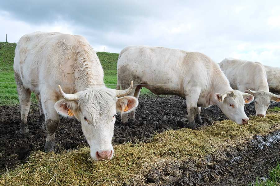 Jour 1 : troupeau de vaches près de Martres Tolosane. © Johannes BRAUN