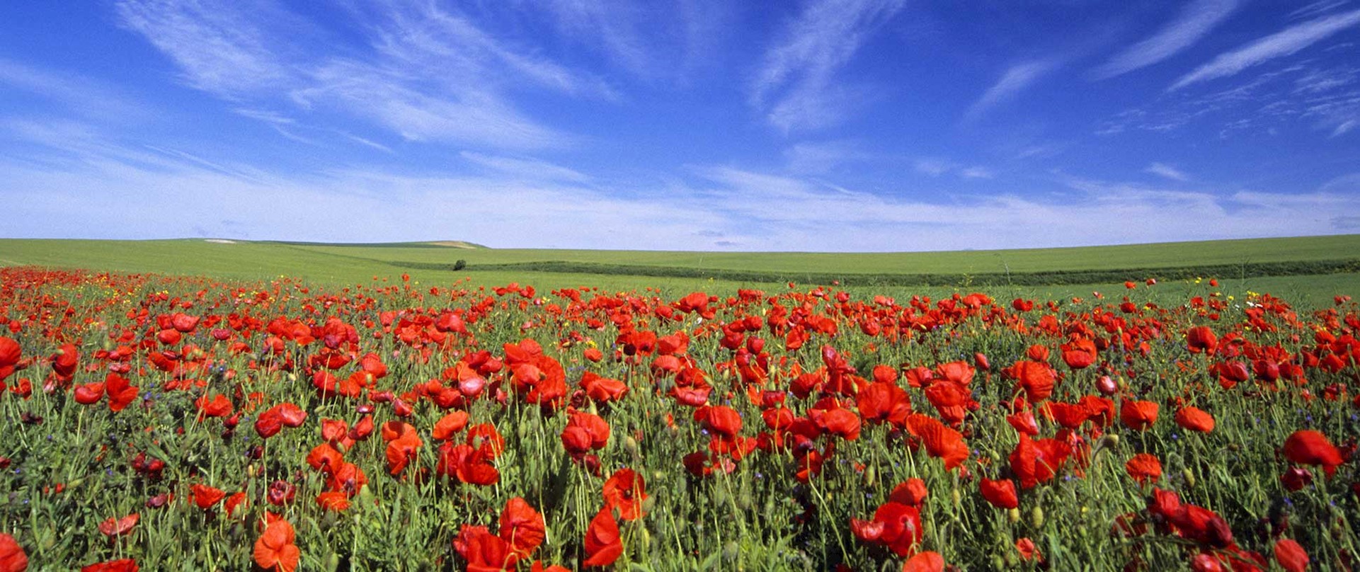 Côte d'Opale, champs de fleurs de coquelicots près de Wissant. © Richard SOBERKA / HEMIS