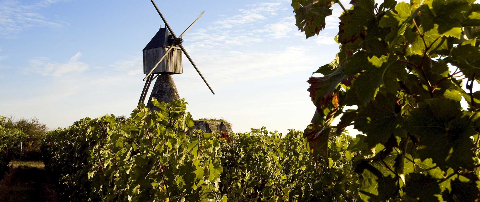 Moulin cavier dans le vignoble, zone d'appellation de Saumur-Champigny. © Philippe BODY / HEMIS