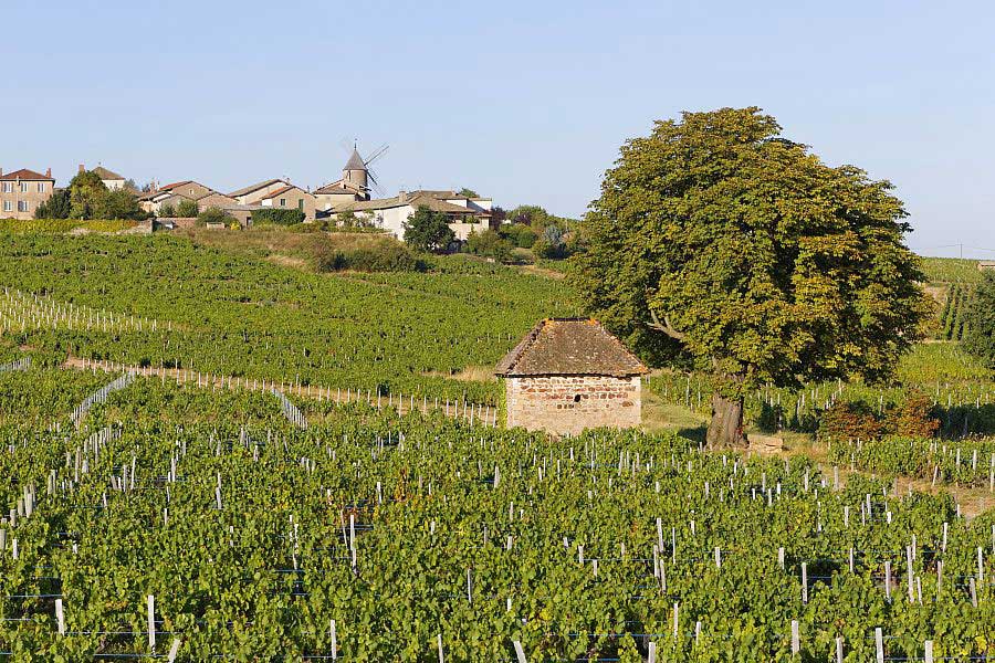 France, Saône-et-Loire (71), vigne et hameau de Moulin-à-Vent, cru AOC Moulin-à-Vent, Romanèche-Thorins, vignoble du Beaujolais. Crédit : GUY Christian / hemis.fr