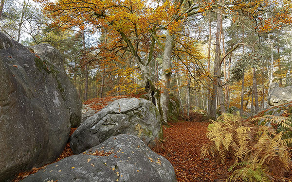 GR® 1 - tour de Paris. Forêt de Fontainebleau. © Patrick ESCUDERO / HEMIS