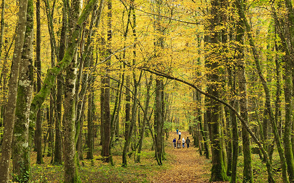 GR® 303 - Au cœur de l'Allier. Forêt de Tronçais. © Hervé LENAIN / HEMIS