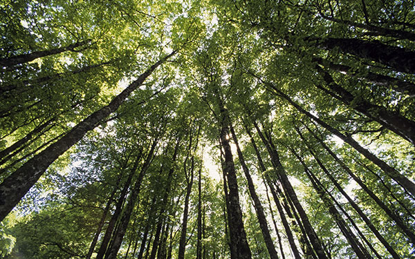 GR® 10 - Grande traversée des Pyrénées. Forêt d'Iraty. © Alain FELIX / HEMIS