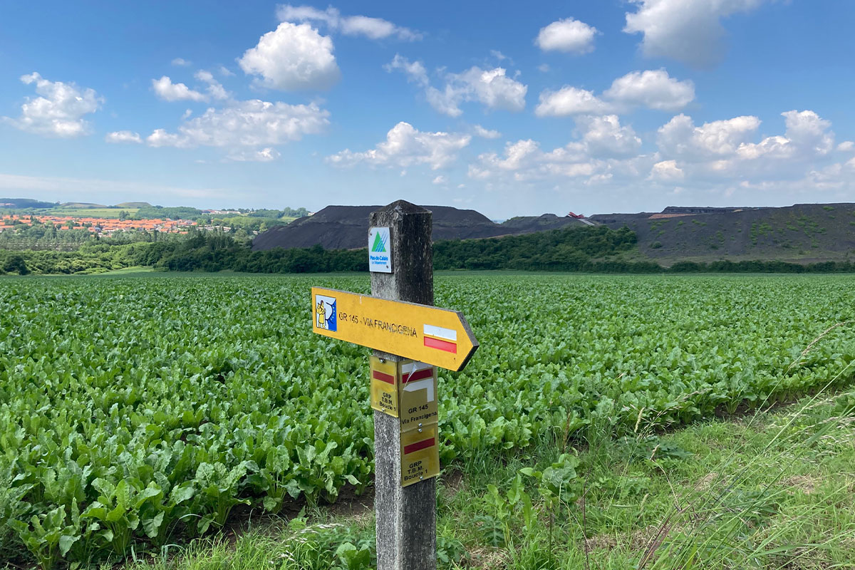 GR® 145 - Via Francigena, champ à proximité de Bapaume 