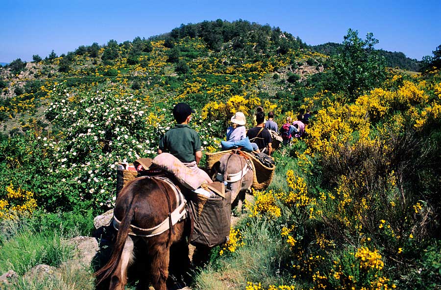 France, Gard (30), Cévennes à dos d'âne, Chemin de Stevenson. Crédit : Gilles RIGOULET / HEMIS