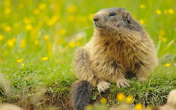 Randonnée en Auvergne sur le GR® 30 - Marmotte auvergnate © Flpa / HEMIS