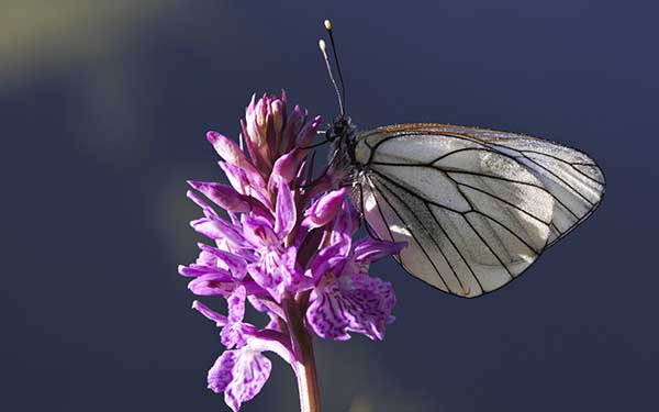 Randonnée en Auvergne sur le GR® 30 - Orchidée sauvage d'Auvergne © Jean-François HAGENMULLER / HEMIS