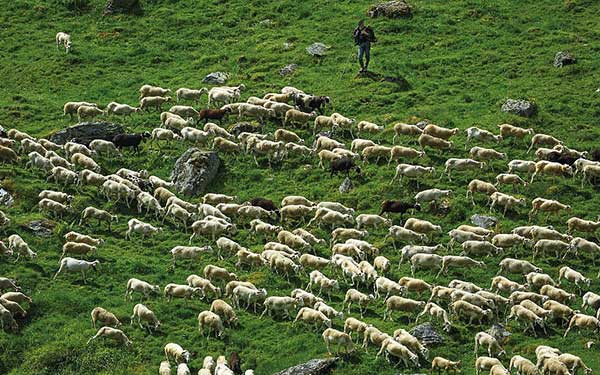 GR®10 - Biros - Sentein, Moutons. Crédit : SPANI Arnaud / HEMIS