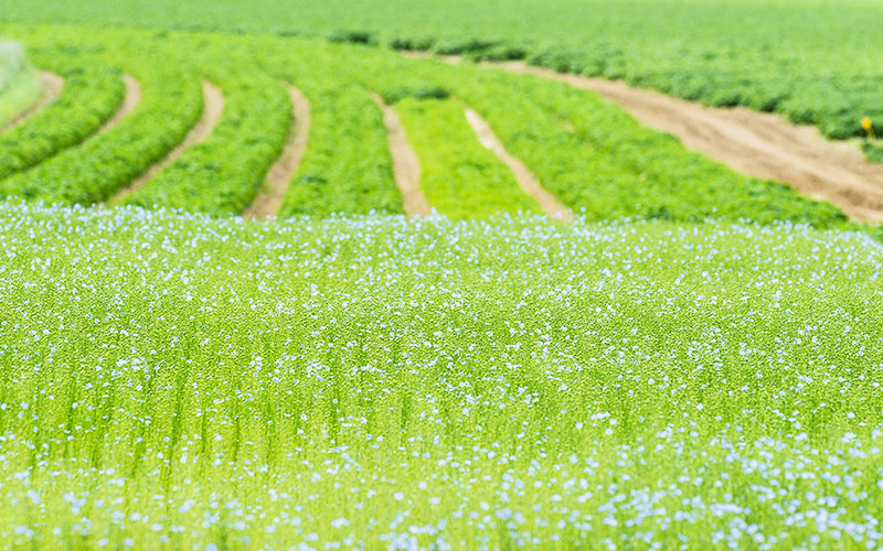 GR® 21 - Littoral de la Normandie ; Les champs de lin à Varengeville-sur-Mer © Franck GUIZIOU / HEMIS