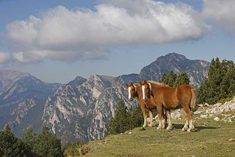 GR® 107, chemin des Bonshommes. Cheval de trait catalan. Crédit : Préau Louis-Marie / hemis.fr