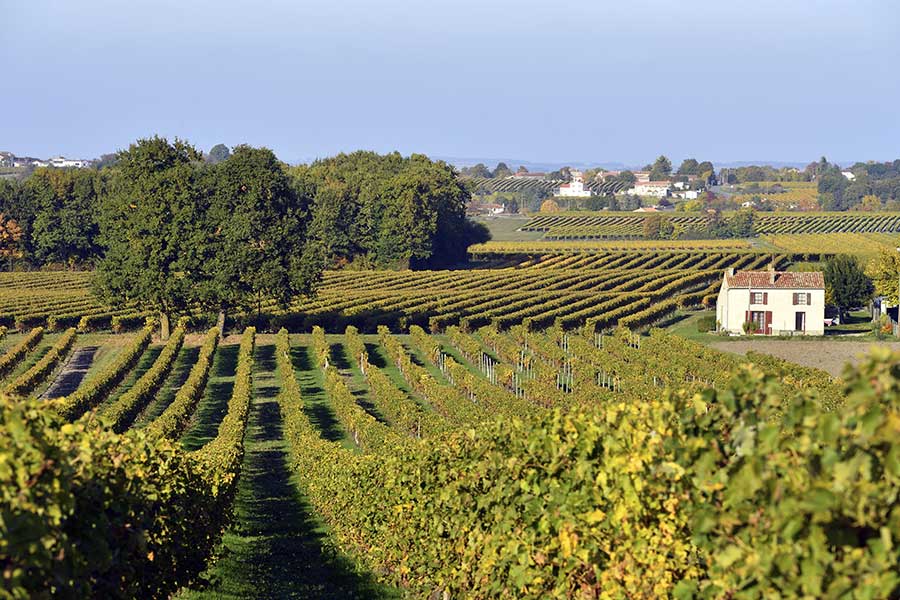 Vignoble de Cognac. Crédit : René MATTES / HEMIS