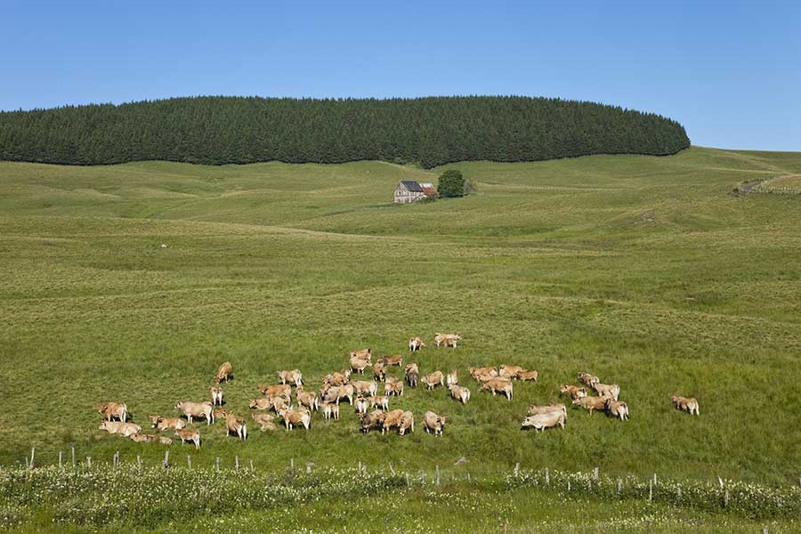 Plateau du Cézallier. Crédit : Francis CORMON / HEMIS