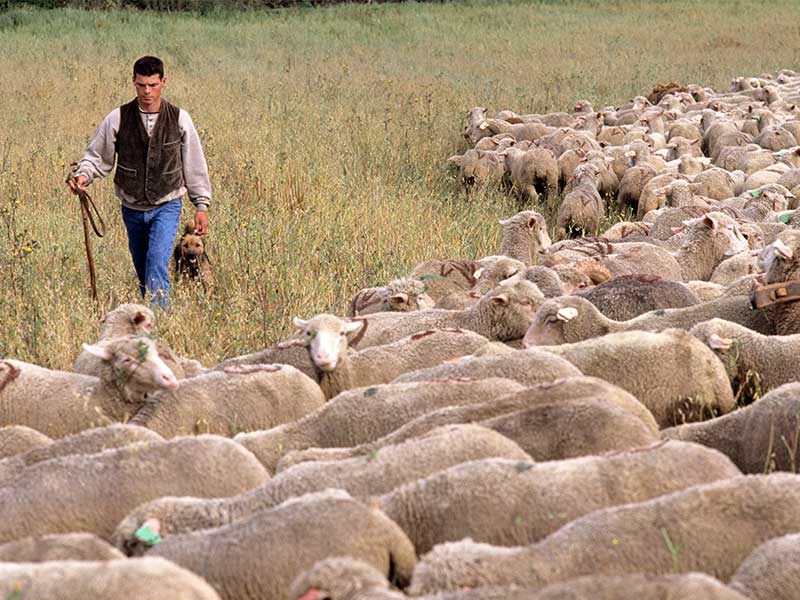 France, Bouches-du-Rhône (13), Saint-Rémy-de-Provence, fête de la transhumance. © Laurent Giraudou / HEMIS