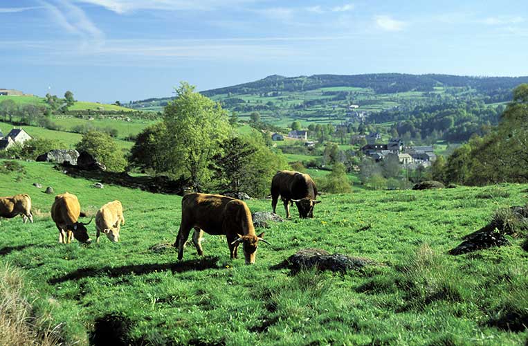 GR® 70, chemin de Stevenson. Lozère, le Gévaudan, troupeau de vaches Aubrac à Saint-Laurent-de-Veyrès. Crédit : Guy Christian