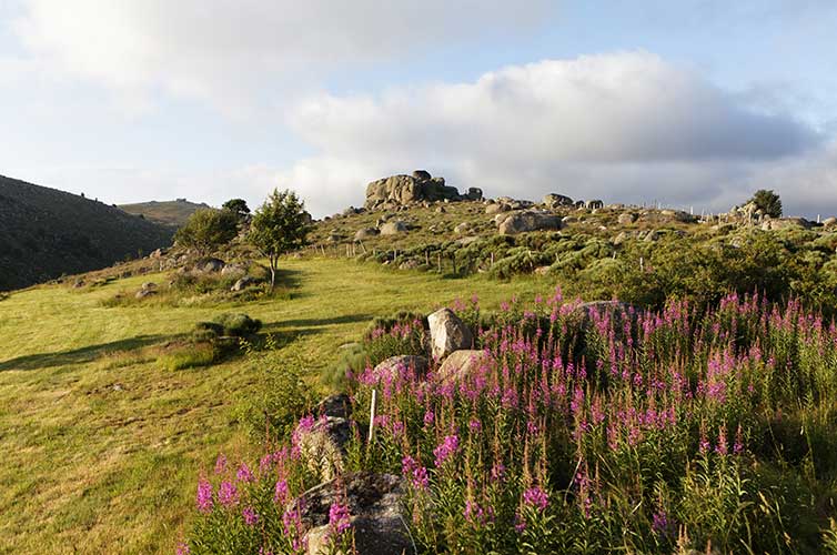 GR® 70, chemin de Stevenson. Lozère, Causses et les Cévennes, paysages culturels de l'agro-pastoralisme méditerranéen classés Patrimoine Mondial de l'UNESCO, Parc National des Cévennes, classé Réserve Biosphère par l'UNESCO, Mont-Lozère, le Pont-de-Montvert. © Guy Christian / hemis.fr