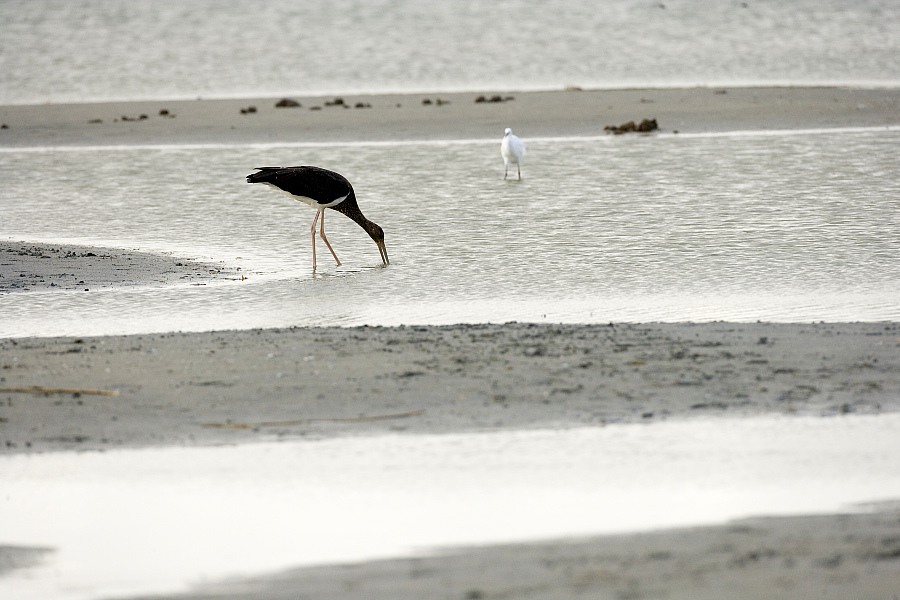 France, Somme (80), Picardie, baie de Somme, cigogne noire (Ciconia nigra) en migration. Crédit : PREAU Louis-Marie - HEMIS